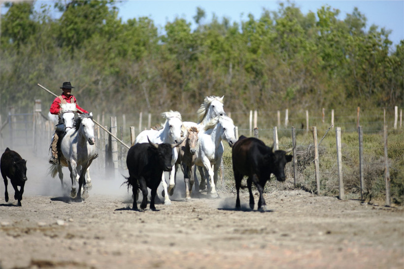 Que faire en vacances en Camargue  ?