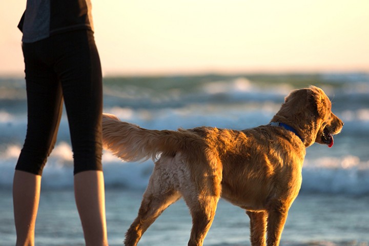 Où partir en vacances avec son chien ?