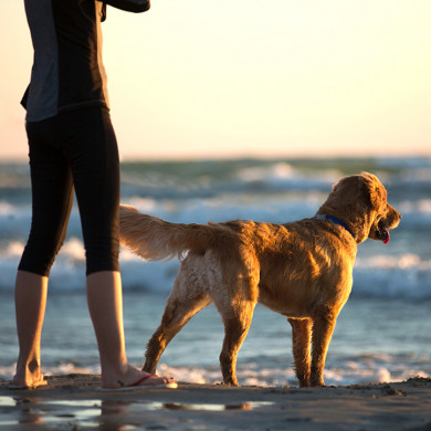 vos chiens a azureva longeville