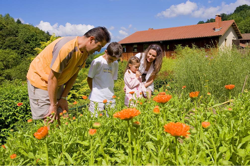 la campagne l'été avec la location de vacances azureva a fournols dans le puy de dome en auvergne