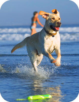 les vacances avec son chien