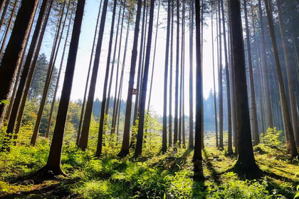 Forêt verdoyante idéale pour les randonnées près des villages vacances Azureva
