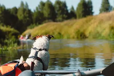 Chien en gilet sur un canoë avec son maître au village vacances Azureva Longeville-sur-Mer en Vendée