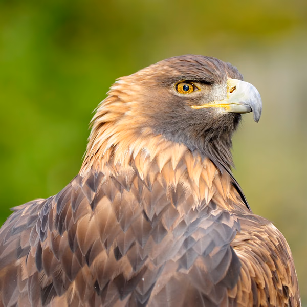 Portrait d'un aigle royal au plumage doré