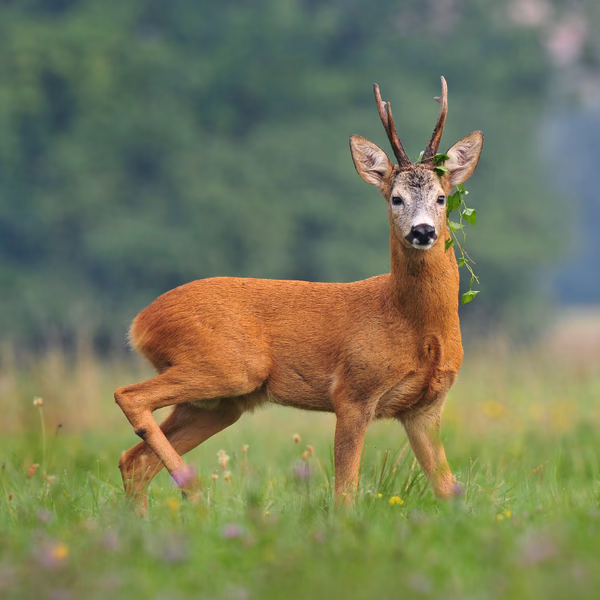 Chevreuil brocard parmi le lierre dans les bois