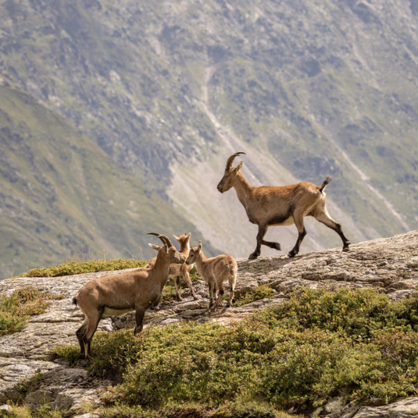 Famille de bouquetins et ses jeunes sur une dalle rocheuse