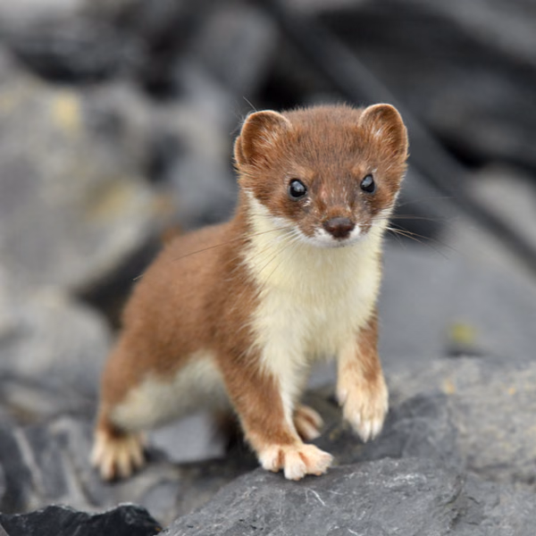 Hermine au pelage brun d'été observée de face parmi les rochers