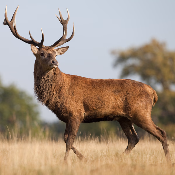 Cerf élaphe dans une prairie dorée du Jura