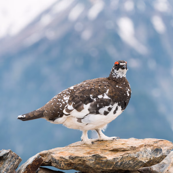 Lagopède alpin aux sourcils rouges perché près d'un sommet enneigé