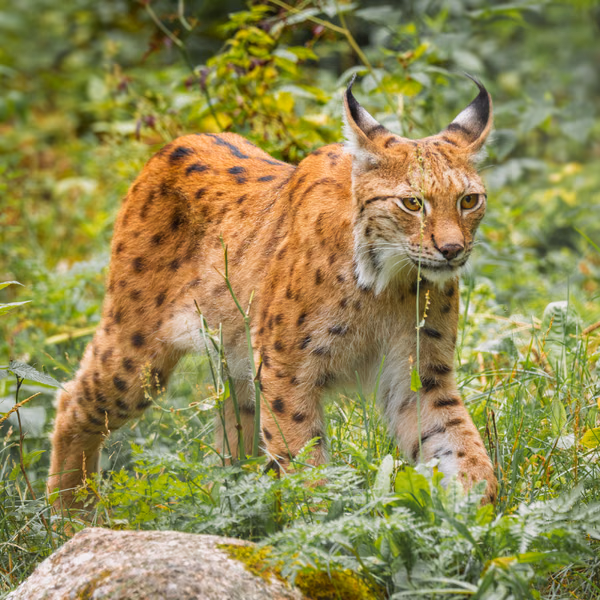 Lynx boréal en maraude dans les sous-bois d'une forêt