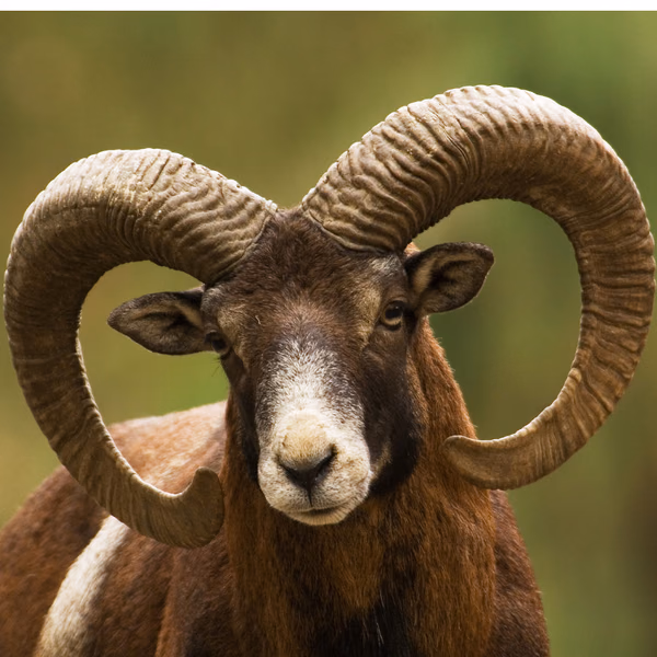 Portrait d'un mouflon aux cornes enroulées