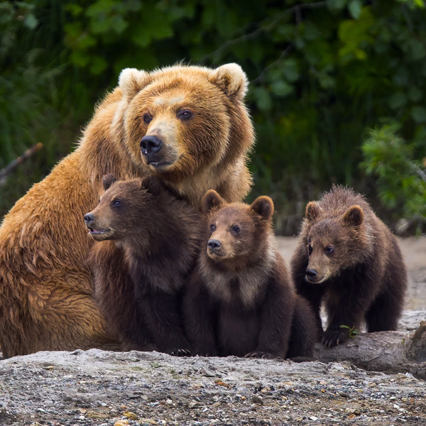 Ourse brune accompagnée de ses oursons en forêt