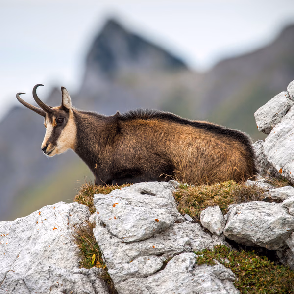 Isard couché sur des rochers calcaires des Pyrénées