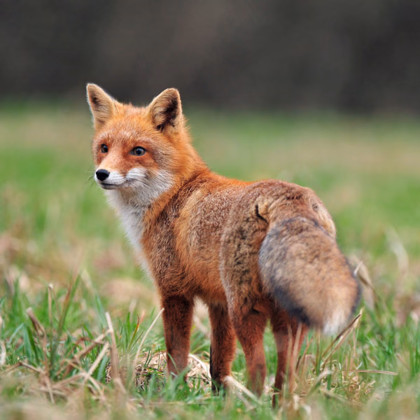 Renard roux à la queue touffue traversant un champ